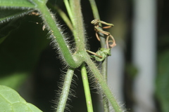 Gurania eriantha