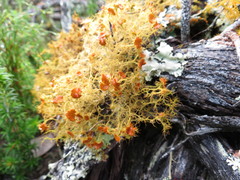 Teloschistes capensis