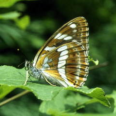 Limenitis amphyssa