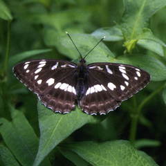 Limenitis amphyssa