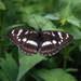 Limenitis amphyssa - Photo (c) Pavel Gorbunov, algunos derechos reservados (CC BY-NC), subido por Pavel Gorbunov