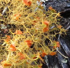 Teloschistes capensis