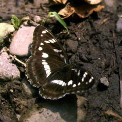 Limenitis amphyssa