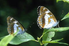Limenitis doerriesi