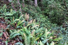 Blechnum attenuatum