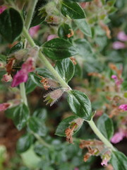 Teucrium lucidum
