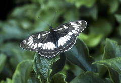 Limenitis doerriesi