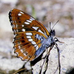 Limenitis homeyeri