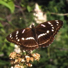 Limenitis moltrechti