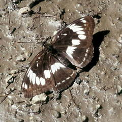 Limenitis sydyi