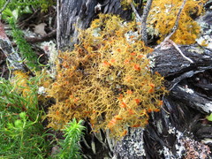 Teloschistes capensis