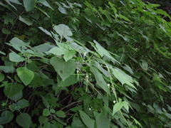 Ceratiosicyos laevis