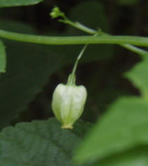 Ceratiosicyos laevis