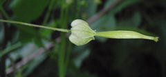 Ceratiosicyos laevis
