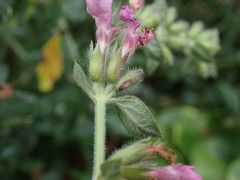 Teucrium lucidum