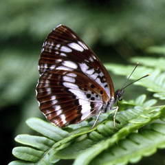 Neptis andetria