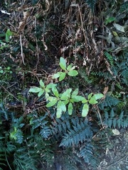 Brachyglottis perdicioides