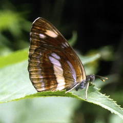 Neptis ilos