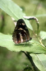 Neptis ilos
