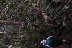 Trichocladus crinitus