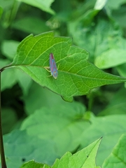 Graphocephala coccinea