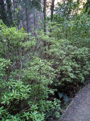 Brachyglottis perdicioides