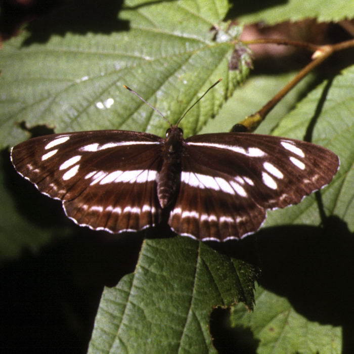 Neptis speyeri