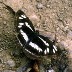 Neptis speyeri