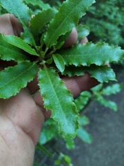 Brachyglottis perdicioides