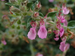 Teucrium lucidum