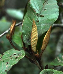 Trichocladus crinitus