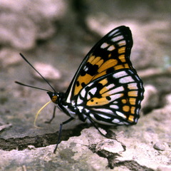 Sephisa princeps