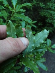 Brachyglottis perdicioides