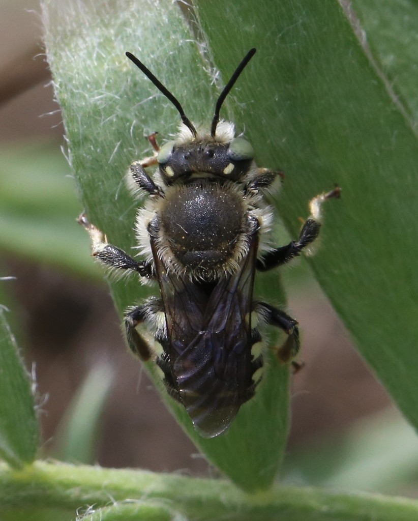 Anthidium clypeodentatum