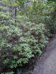 Brachyglottis perdicioides