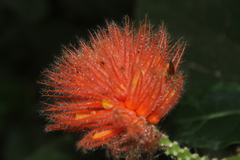 Gurania eriantha