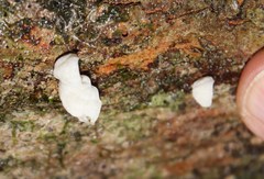 Campanella capensis