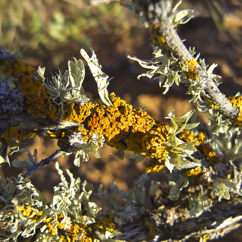 Xanthoria turbinata image