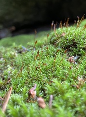 Bryoerythrophyllum recurvirostrum