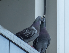Columba livia domestica
