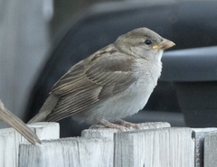 Passer domesticus