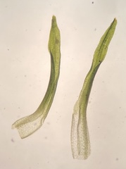Bryoerythrophyllum recurvirostrum