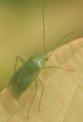 Lygocoris