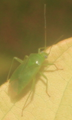 Lygocoris