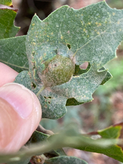Andricus reticulatus