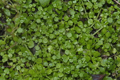 Callitriche muelleri