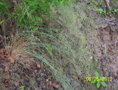 Poa nemoralis nemoralis