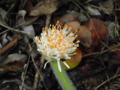 Haemanthus albiflos
