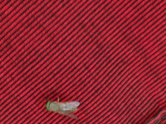 Tabanus nigrovittatus