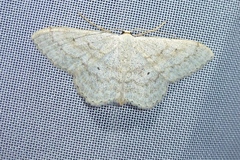 Scopula incanata